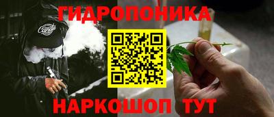 гашик Кингисепп